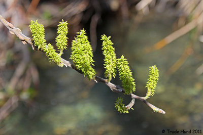 Catkins are flowers of wind-pollinated trees