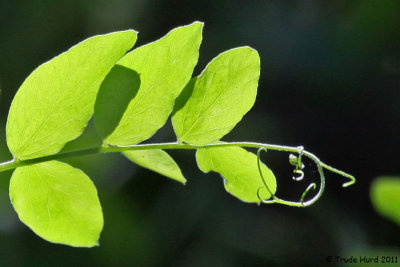 I liked these backlit leaves