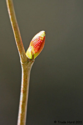 We see growth everywhere (sycamore bud)