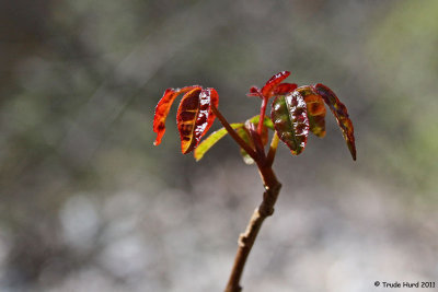 Beware the poison oak