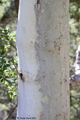 This sycamore shows evidence of recent sapsucker (woodpecker) drilling