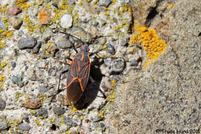 Farewell from Western Box-elder Bug (a true bug, not a beetle)