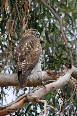 Red-tailed Hawk juv in eucalyptus tree