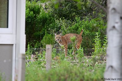 Larger bobcat walks away behind Learning Center