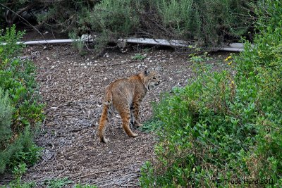 Looking forward to baby bobcats in April