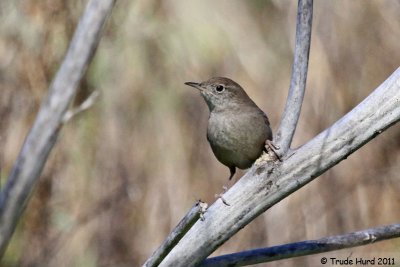 House Wren singing