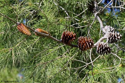 Pine cones from new to older
