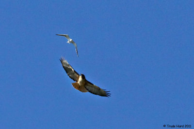 White-tailed Kite mobbing pair of adult Red-tailed Hawks