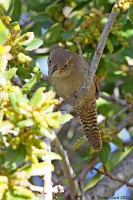 House Wren nested last spring at entry gate