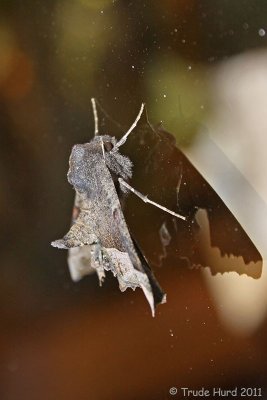 Moth reflection