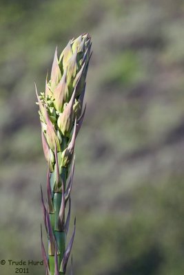 Yucca flower