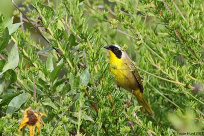 Common Yellowthroat in buckwheat