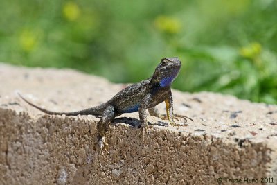 Western Fence Lizard, male display