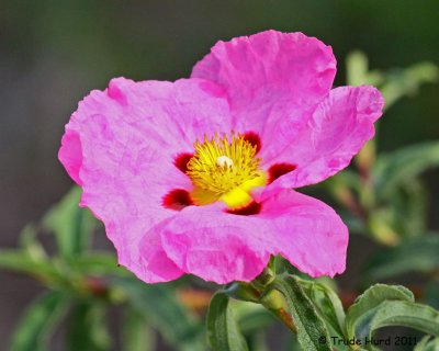 Rock Rose