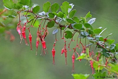 Gooseberry in flower