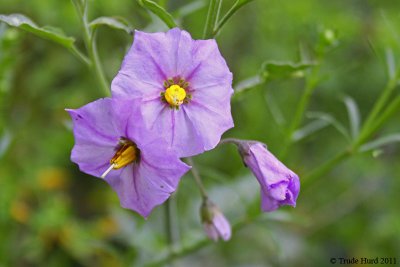 Nightshade comes in purple like this and also white