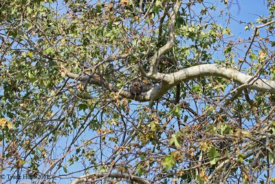 First, find the owl