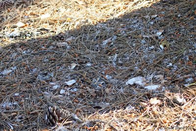 Search ground for whitewash (droppings) and castings