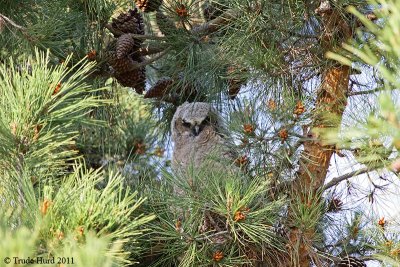 Great Horned Owl fledgling #1