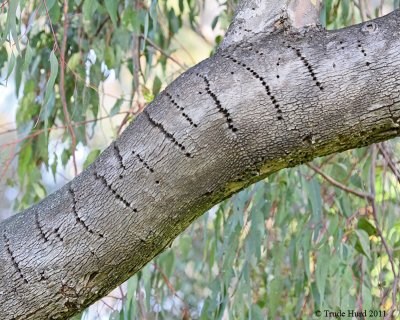 Evidence of sapsucker drilling
