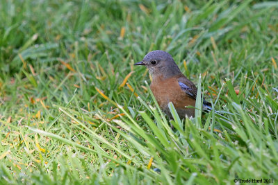 Western Bluebird female catching insects on turf