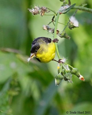 Lesser Goldfinch found seeds to eat