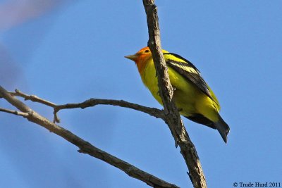 Western Tanager, a spring migrant