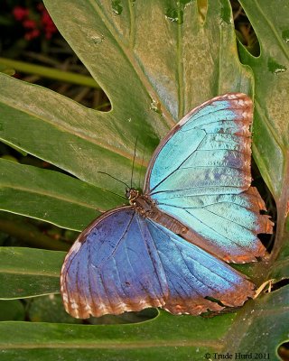 butterflies_at_wild_animal_park_2011
