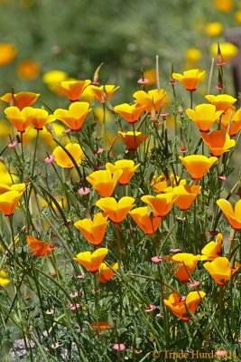 More California Poppies