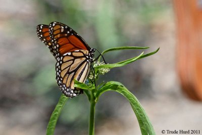 Monarch lands on milkweed