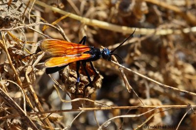 Tarantula Hawk Wasp  in parking lot