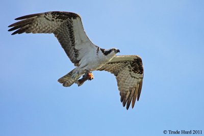 Osprey brings fish to its mate on their nest (after first eating HALF!)