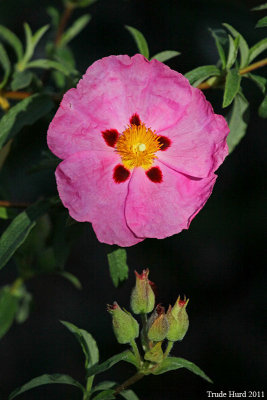 Rock Rose flower and buds