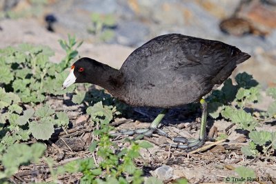 American Coot (check out those toes!)