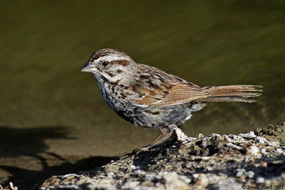 Song Sparrow in shabby molt