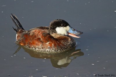 Ruddy Duck in molt with bill almost all blue
