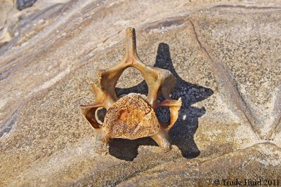 Vertebrae of cetacean (dolphin or seal)
