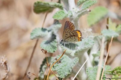 Acmon Blue butterfly, female