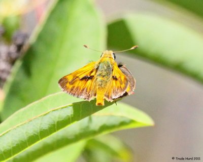 Woodland Skipper