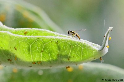 Sryphid fly (commonly called Hover Fly)