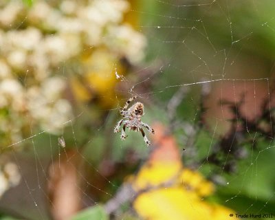If a spider loses 2 legs, does that make it an insect???