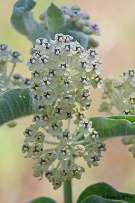 Indian Milkweed flowers (Asclepias eriocarpa)