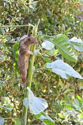 Ground squirrel forage above ground