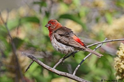House Finch fluffed