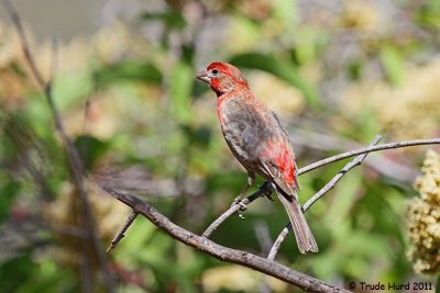 House Finch unfluffed