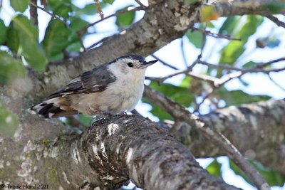 White-breasted Nuthatch