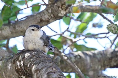 White-breasted Nuthatch