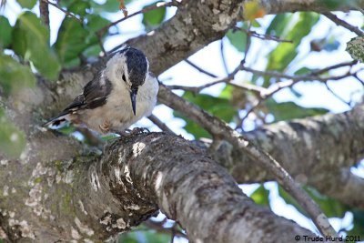 White-breasted Nuthatch