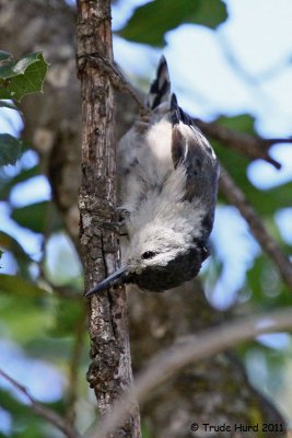 White-breasted Nuthatch, cleaning its beak