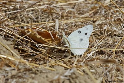 Checkered White